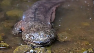 比恐龍還早1 億年的古生物--中國(guó)大鯢（俗名娃娃魚(yú)）