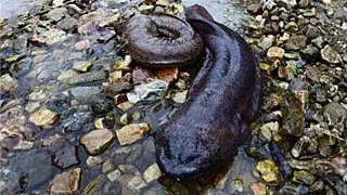 大鯢是什么？有什么用？